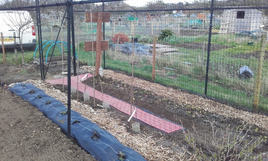 Watering tubes for new fruit bushes