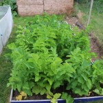 Parsnips 21 July 2016