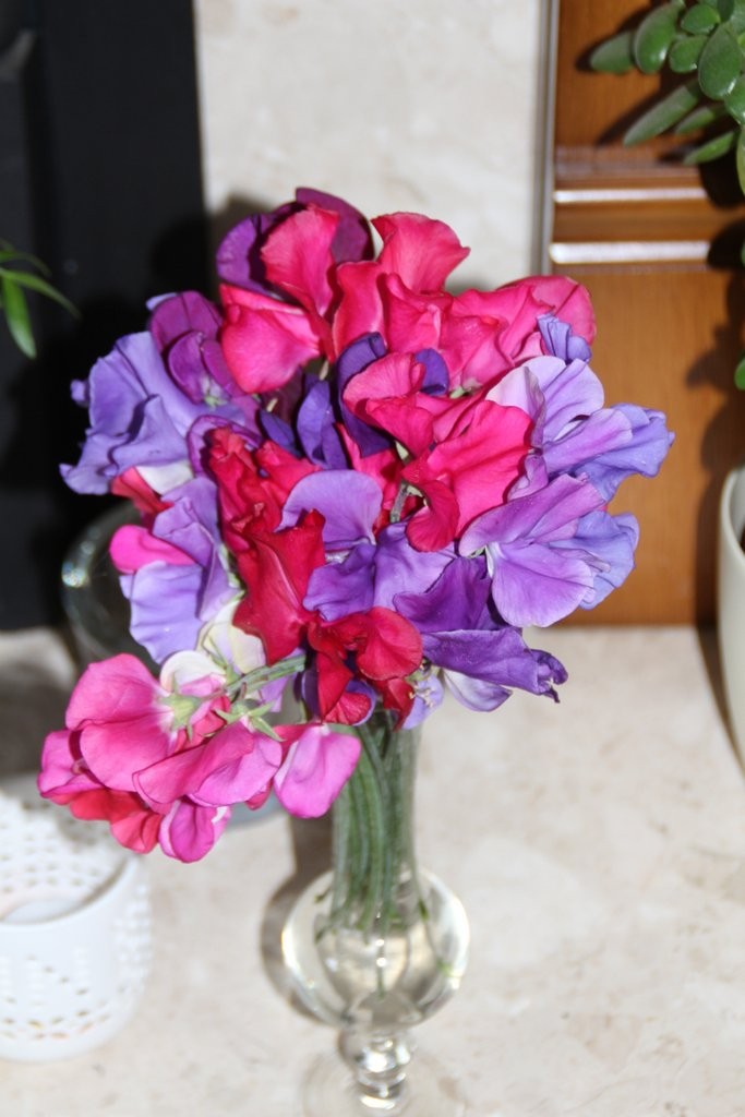 Sweet Peas