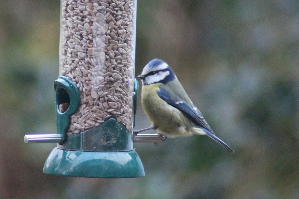 Blue tit