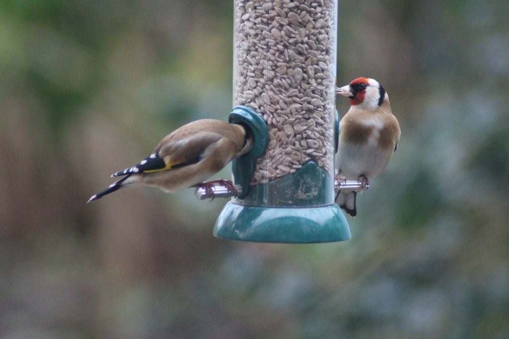 Goldfinches