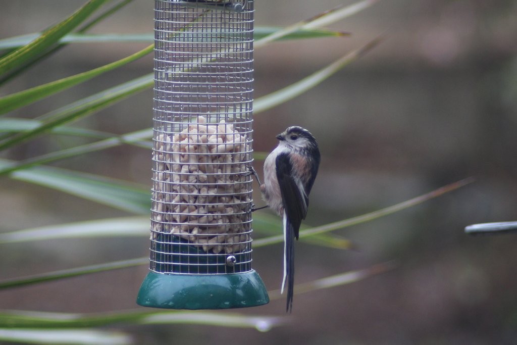 Long-tailed Tit