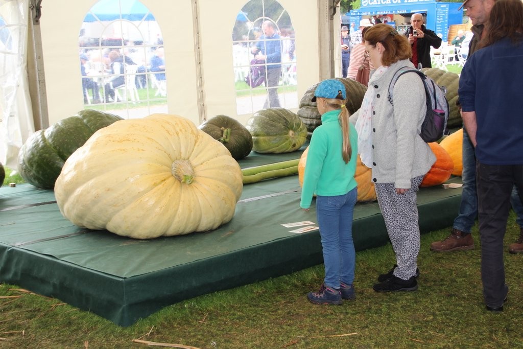 Really Giant Pumpkins