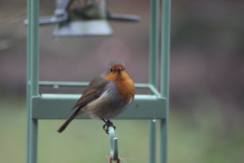 Traditional winter visitor