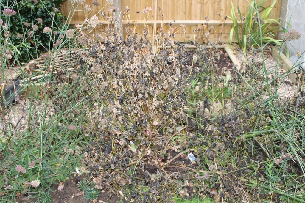 Blackened foliage after the first frosts