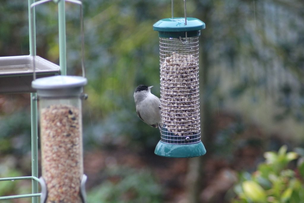 Blackcap December 2017