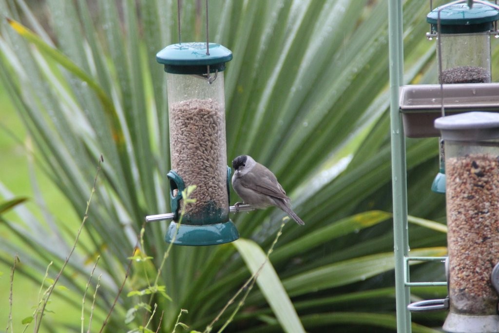 Blackcap December 2017