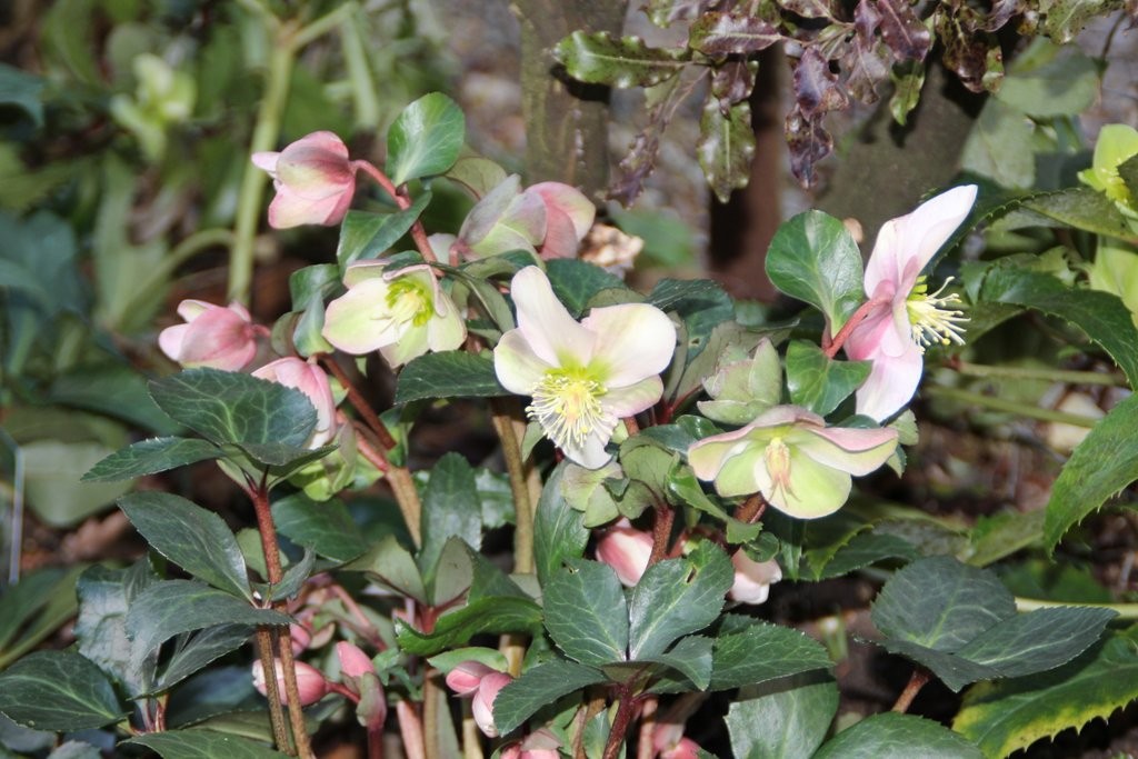 Hellebore January 2018