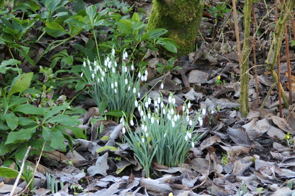 Snowdrops January 2018