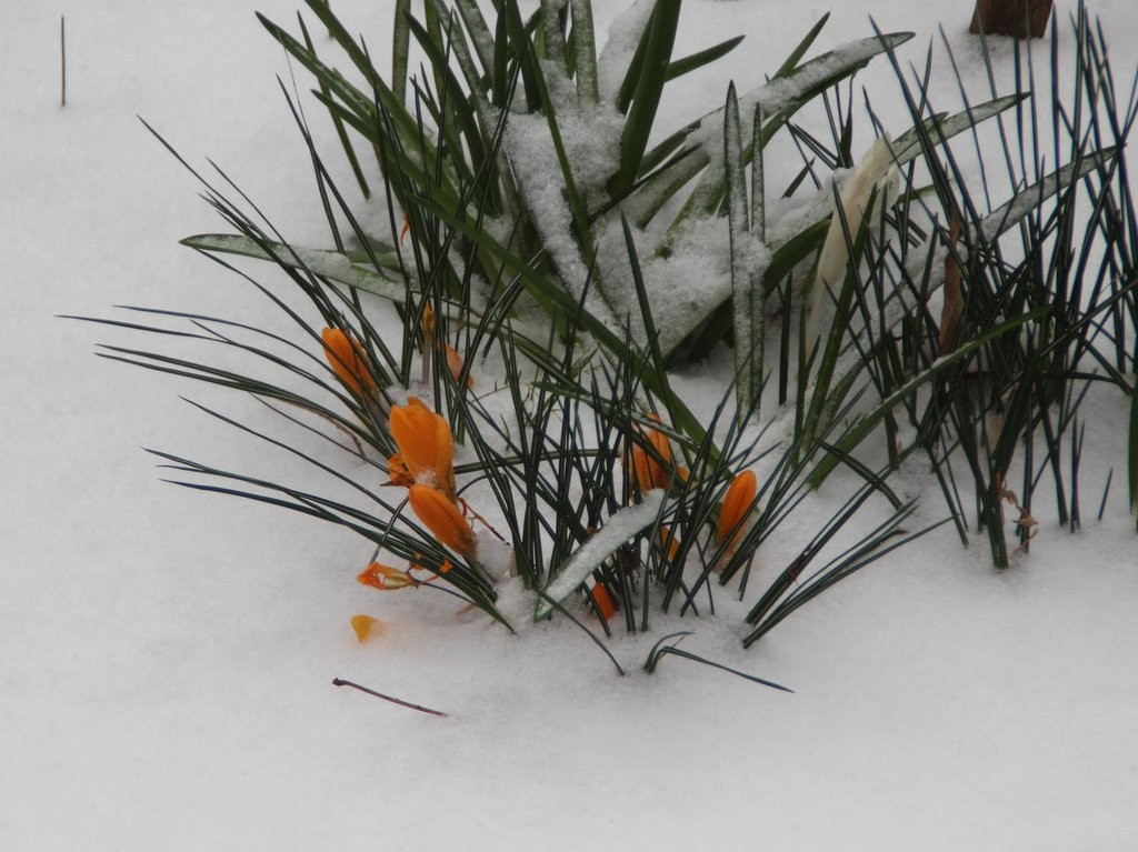 Brave crocuses