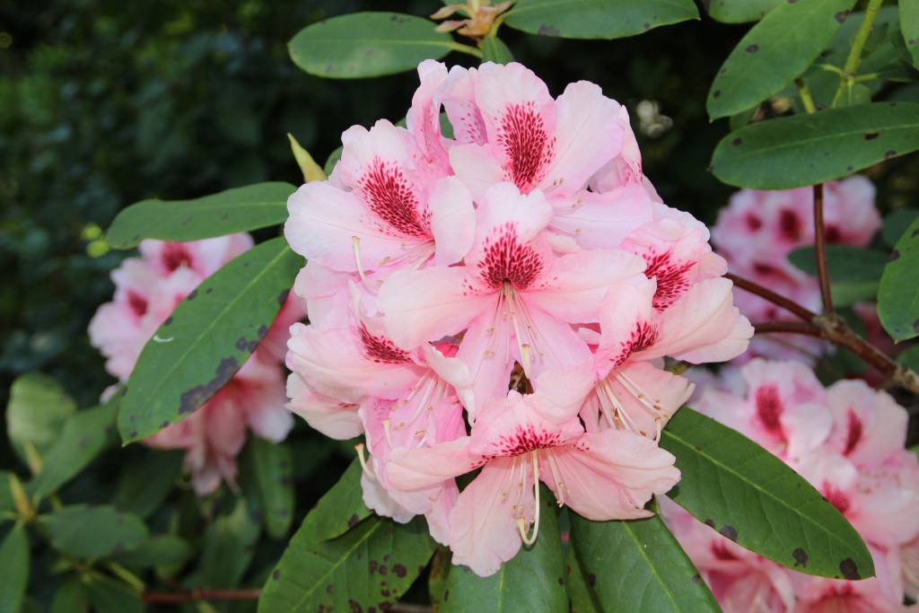 Rhododendron 2