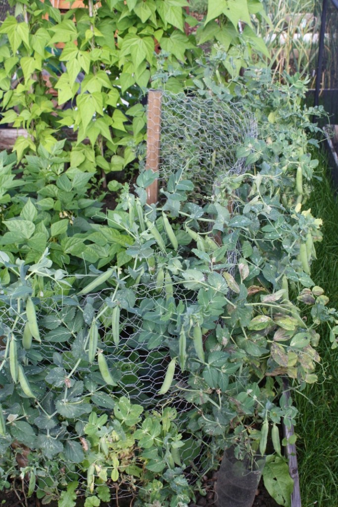 Peas for picking