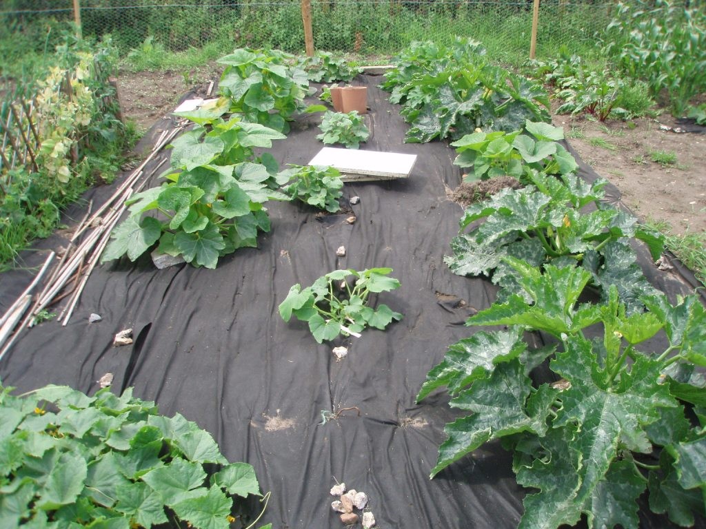 Squash bed in late June