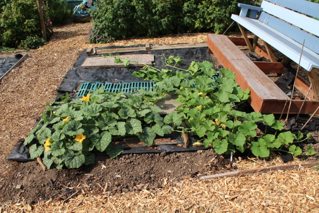 Squashes 19 July