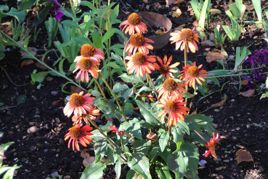 Echinacea