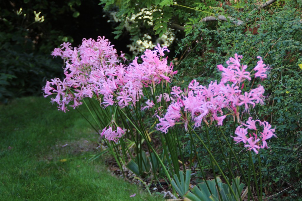 Nerines in October