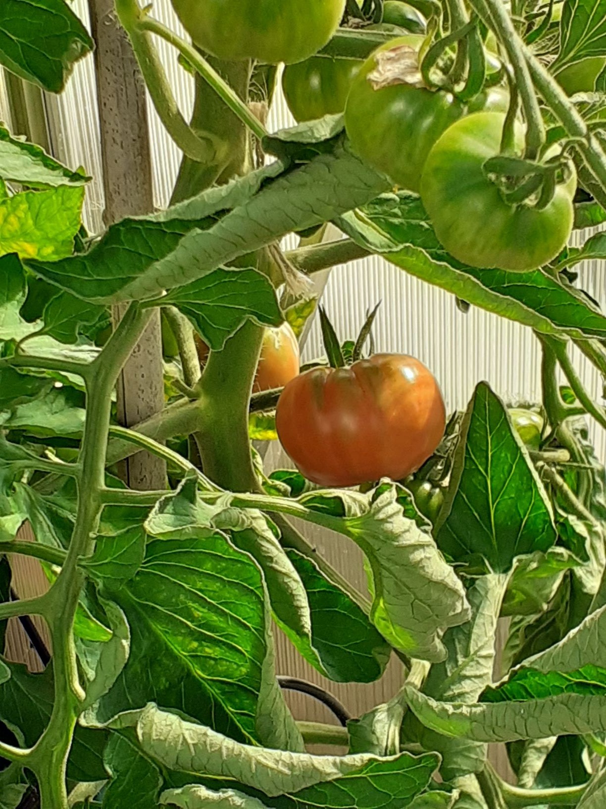Tomato 20 June
